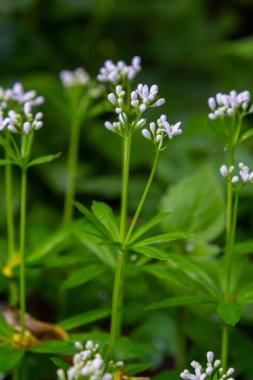 Woodruff, Galium odoratum ormanda yetişen bir baharat ve tıbbi bitkidir..