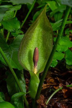 Cuckoopint or Arum maculatum arrow shaped leaf, woodland poisonous plant in family Araceae. arrow shaped leaves. Other names are nakeshead, adder's root, arum, wild arum, arum lily, lords-and-ladies. clipart