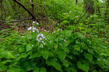 Lunaria rediviva, uzun ömürlü dürüstlük olarak bilinir. Çiçek açmış güzel açık mor çiçekler..