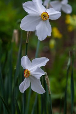 Nergis çiçeği sülün gözü, Poeticus Narcissus, kısa ve küçük sarı fincanlı klasik bir beyaz çiçek..