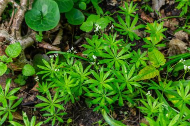 Woodruff, Galium odoratum ormanda yetişen bir baharat ve tıbbi bitkidir..