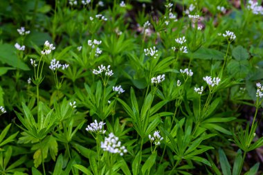 Woodruff, Galium odoratum ormanda yetişen bir baharat ve tıbbi bitkidir..