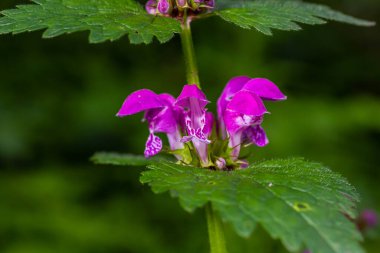 Benekli, ölü lamium maculatum pembe çiçekleri. Bahçedeki şifalı bitkiler.