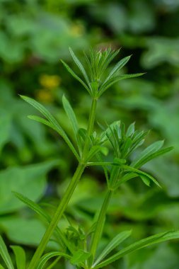 Cleavers Galium aparini geleneksel tıpta idrar söktürücü, lenf sistemi bozukluklarının tedavisinde ve detoksifikatör olarak kullanılmıştır..