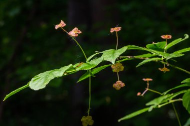 Küçük çiçekler Euonymus verrucosus veya iğ ağacı.