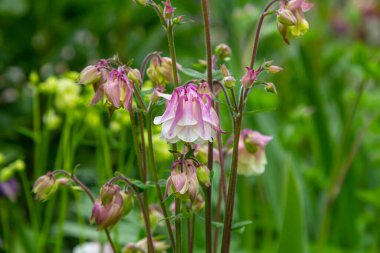 Çiçek açan Aquilegia, bahçede büyük bir bitki. güzel çiçek bahar arkaplanı.