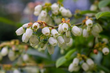 Çalılıklarda beyaz yaban mersini tomurcukları. Yabanmersini tomurcuğu dalı. Beyaz çiçekler. Makro bakış açısı. Bahçede yetişen çalılar. Yaz, bahar boyunca doğa.