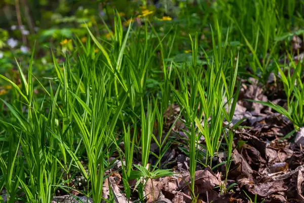 Stellaria sanal çayı. Tavuk otunun narin orman çiçekleri, Stellaria holostea ya da Echte Sternmiere. Çiçek arkaplanı. Doğal yeşil arka planda beyaz çiçekler. yakın plan.