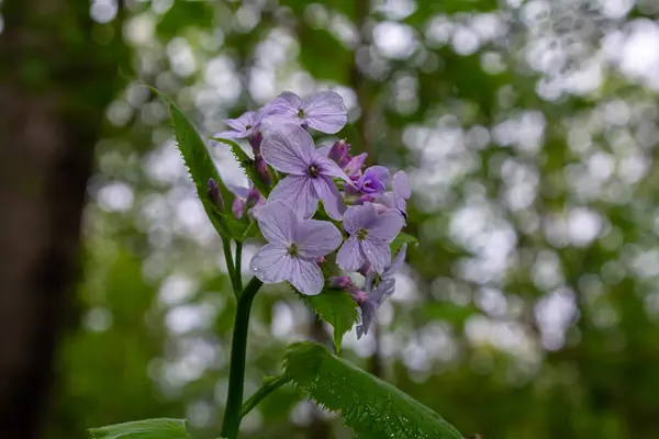 stock image In spring, Lunaria rediviva blooms in the wild in the forest.