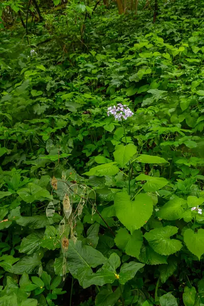 stock image In spring, Lunaria rediviva blooms in the wild in the forest.