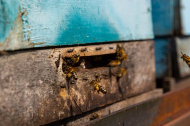 Arı kovanının yakınında bir grup arı uçuyor. Tahta arı kovanı ve arılar. Arılar uçar ve arı kovanının yuvarlak girişine doğru uçar. Arı kovanına yakından bakar..