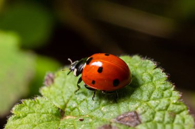 Bahçedeki yeşil yapraklı Coccinella septempunctata, yedi benekli uğur böceğine yaklaş..