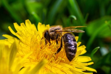 Bir arı bir çiçeğin yanında polen toplar. Bulanık bir arka planda bir arı çiçeğin üzerinden uçar.