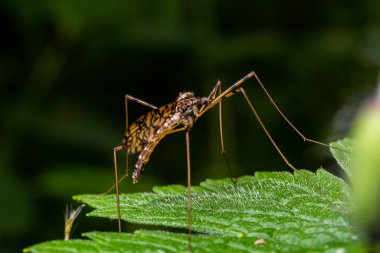 A crane fly Tipula maxima resting on a nettle leaf in early summer. clipart