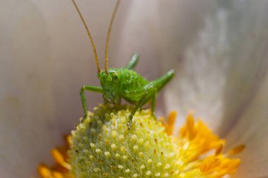 Yeşil çekirge Tettigonia bir çiçek, vahşi yaşam, makro.