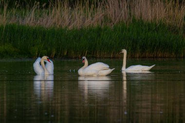 Küçük bir nehrin suyundaki dilsiz kuğu Cygnus renginde. Güzel beyaz bir kuş.