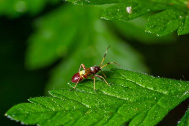 Kırmızı lekeli bir Mirid bitkisi olan Deraeocoris Ruber 'a odaklanın. Bahçede yeşil bir arka planda bir yaprağın üzerinde oturuyor..