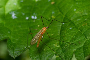 Limonidae familyasındaki leylek sineği, turuncu renkli, uzun yapışkan bacaklı ve büyük siyah gözlü çok küçük bir gövdeye sahiptir..