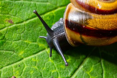 Oxychilus alliarius, yaygın olarak sarımsaklı salyangoz ya da sarımsaklı cam salyangoz olarak bilinir..