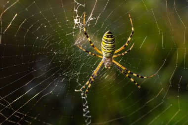 Egzotik çizgili argiope bruennichi küre ağ örümceğinin gün içinde bulanık arka planda örümcek ağında oturması.