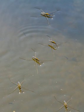 Gerris lacustris 'in ya da sıradan bir göl patencisinin yakın plan fotoğrafı..