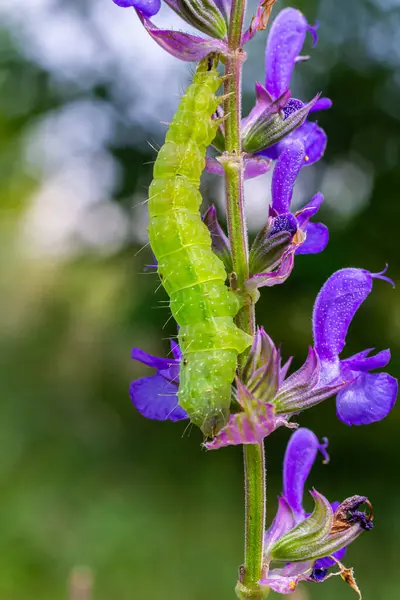 stock image Caterpillar sliding along a stalk of sage with green background.