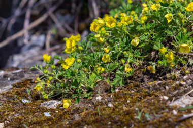 Potentilla erecta, Common Tormentil, Rosaceae. Yazın vahşi bitki vuruşu..