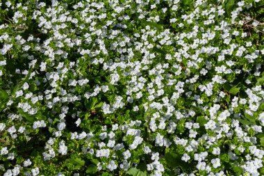 Otlakta sürünen güzel hız çiçekleri olan otçul bir bitki. Veronica Filiformis 'in çiçek açması Parktaki çimlerin arasında.