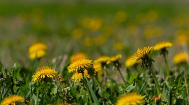 Baharda çiçek açan sarı karahindiba çiçeklerine Taraxacum 'un bahçedeki memuriyetini kapat. Baharda çayırdaki parlak ve sıradan karahindibaların ayrıntıları. Tıbbi şifalı ot ve besin maddesi olarak kullanılır..