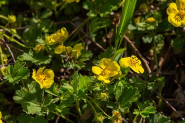Potentilla erecta, Common Tormentil, Rosaceae. Yazın vahşi bitki vuruşu..
