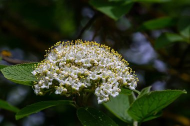 Viburnum lantana Aureum adlı bir bitkinin dalına beyaz tonlama..