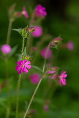 Silene dioica Melandrium rubrum, Caryophyllaceae familyasından bir bitki türü. Kırmızı kafes.