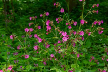 Beautiful red to pink campion. Rote Nichtnelke. Compagnon rouge. Silene dioica. clipart