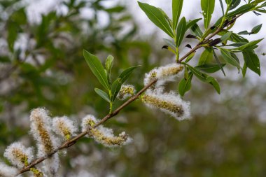 Salix atrocinerea. Olgun dişi kedi derileri, tohumlar ve yapraklarla dolu bir Jack Salce şubesine yakın çekim..