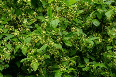 Çiçek açan Avrupa Milli Ağacı, Euonymus Avrupaeus, çiçek açan bitki.