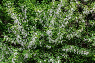 Bal arısı, akasya çiçeğinden nektar toplar. Çiçek açan akasya kümeleri. Ballı bahar bitkisi. Nektar toplayın. Kara çekirge dalları, Robinia psödoacia, sahte akasya..