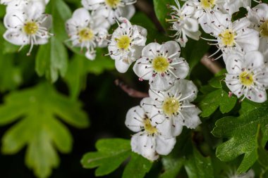 Beyaz Crataegus çiçekleri güneş ışığıyla kapanır.