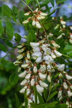 Bal arısı, akasya çiçeğinden nektar toplar. Çiçek açan akasya kümeleri. Ballı bahar bitkisi. Nektar toplayın. Kara çekirge dalları, Robinia psödoacia, sahte akasya..