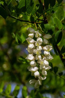 Bal arısı, akasya çiçeğinden nektar toplar. Çiçek açan akasya kümeleri. Ballı bahar bitkisi. Nektar toplayın. Kara çekirge dalları, Robinia psödoacia, sahte akasya..