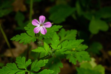 Mor kır çiçekli arka plan, Küçük Robin, Geranium purpureum.