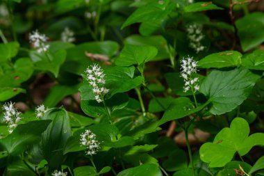 Maianthemum bifolium ya da vadideki sahte zambak veya Mayıs zambağı, genellikle yerel rizomatöz çiçekli bir bitkidir. Ormanda büyüyen.