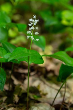 Maianthemum bifolium ya da vadideki sahte zambak veya Mayıs zambağı, genellikle yerel rizomatöz çiçekli bir bitkidir. Ormanda büyüyen.