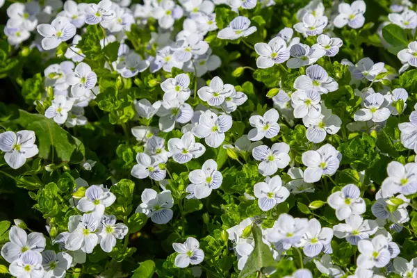 Otlakta sürünen güzel hız çiçekleri olan otçul bir bitki. Veronica Filiformis 'in çiçek açması Parktaki çimlerin arasında.