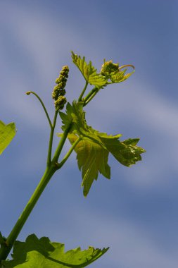Çiçek tomurcukları ve filizlerin yaprakları üzüm baharı, tarım doğası arka planı.