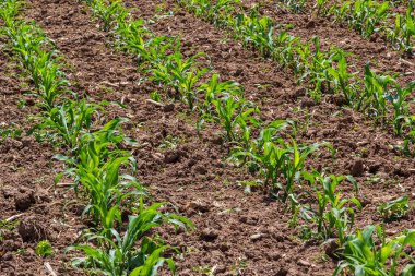 Güneşli bir günde tarlada yetişen genç mısır bitkileri. Seçici odak.