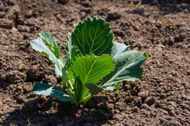 Genç lahana Filiz Sebze yatak.