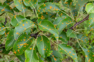 Armut yaprakları armut istilası altında..