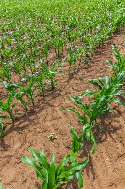 Güneşli bir günde tarlada yetişen genç mısır bitkileri. Seçici odak.