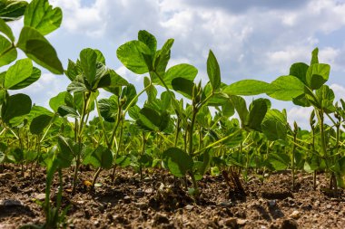 Bir tarlada taze soya fasulyesi fideleri .