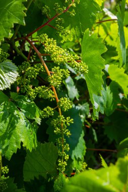 Çiçek tomurcukları ve filizlerin yaprakları üzüm baharı, tarım doğası arka planı.